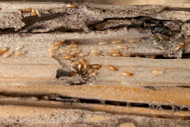 Best Best Pest Control Companies  in South Boston, VA